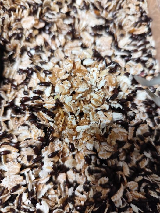 Жук знахарь / чорнотелка.