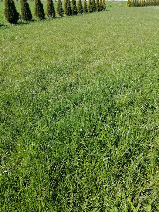 ŻycicaTrwała(bokser),Rajgras Angielski,trawa na trawnik, nasiona trawy