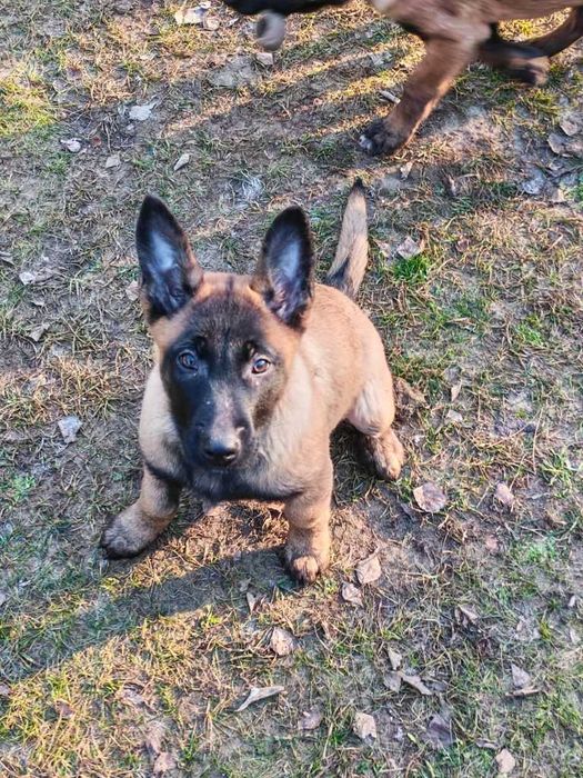 Дівчинка малінуа 4 місяці вартість знижена! З документами!