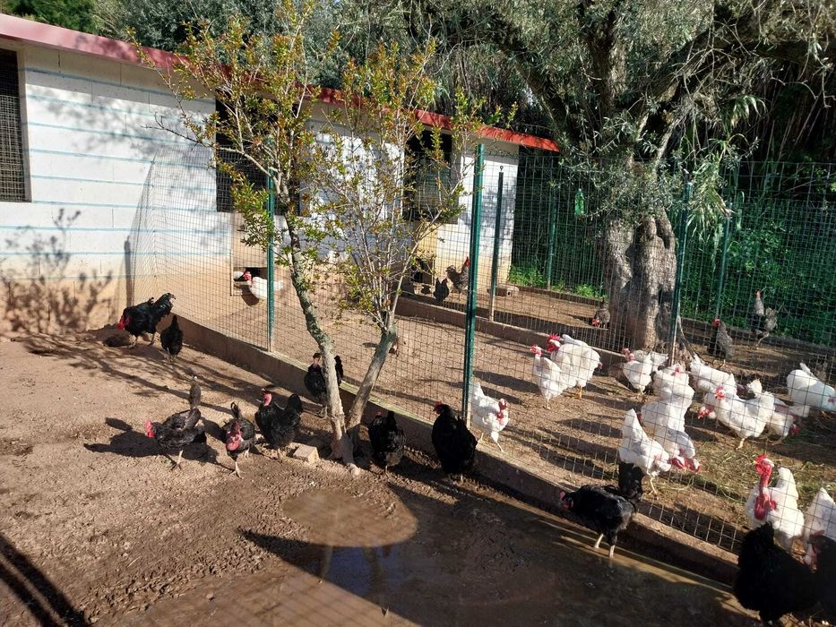 Galinhas de raças autóctones
