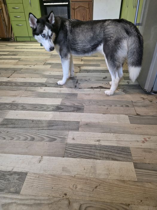 OGŁOSZENIE ADOPCYJNE: Luna - Siberian Husky szuka doświadczonego Opiek