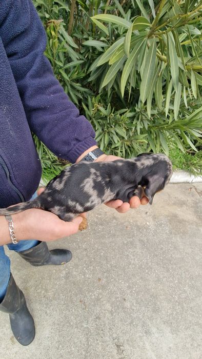 Teckel Black Merle Fêmea