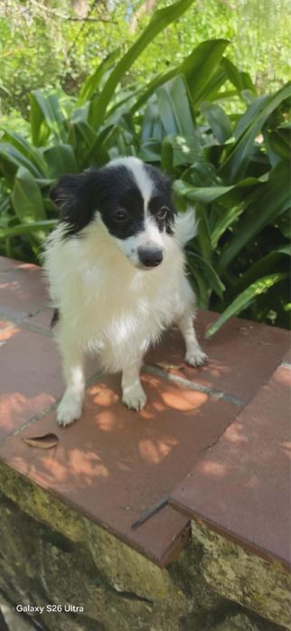 Papillon macho com Lop