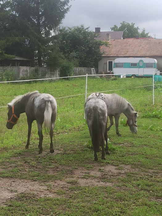 Klacze, kucyki, kuce
