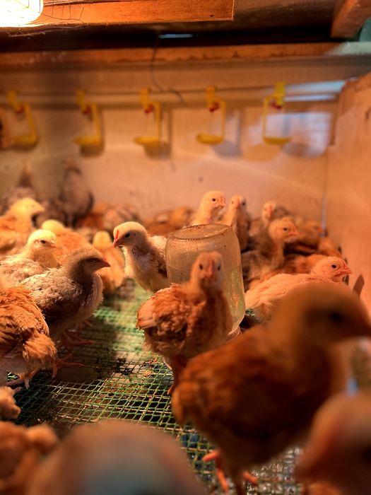 Підрощені курчата