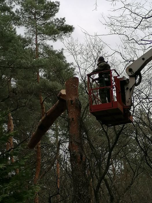 Drzewa (drzewka) owocowe profesjonalne przycinanie i formowanie koron,