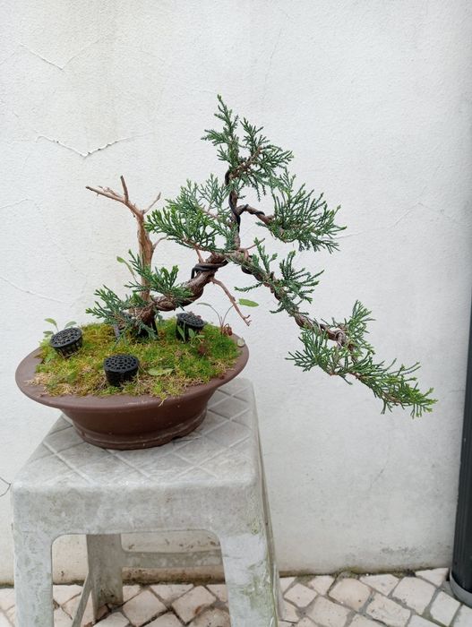 Bonsai - Juniperus S. José