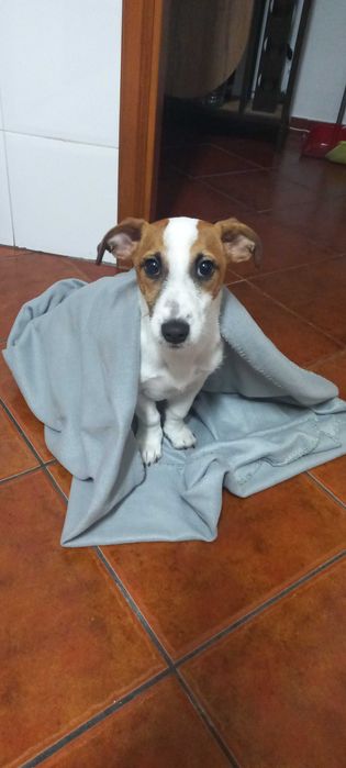 Dou Jack Russel de 8 meses