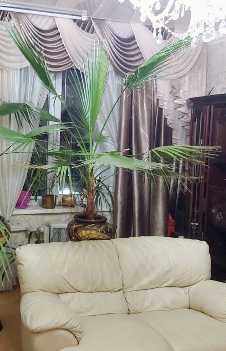 Два кожанных дивана на 3  и 2 персоны