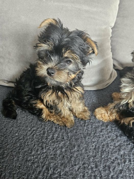 Yorkschire terrier