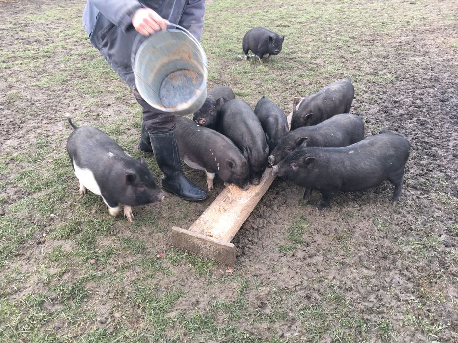 Вьєтнамські свині, ціна договірна