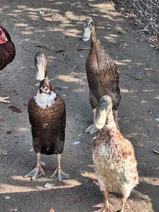 Kaczki biegusy ,staropolskie,ruanskie,pekiny,dworki ,francuskie,kho.