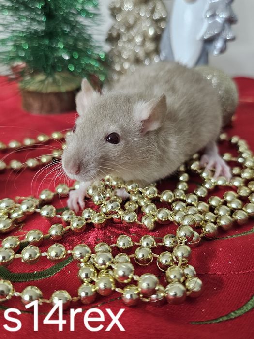 Szczur szczury szczurki