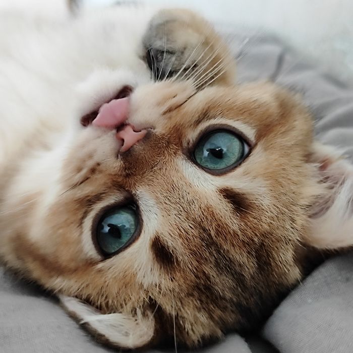 Котик золота шиншила на в'язку. Кіт для в'язки шотландський