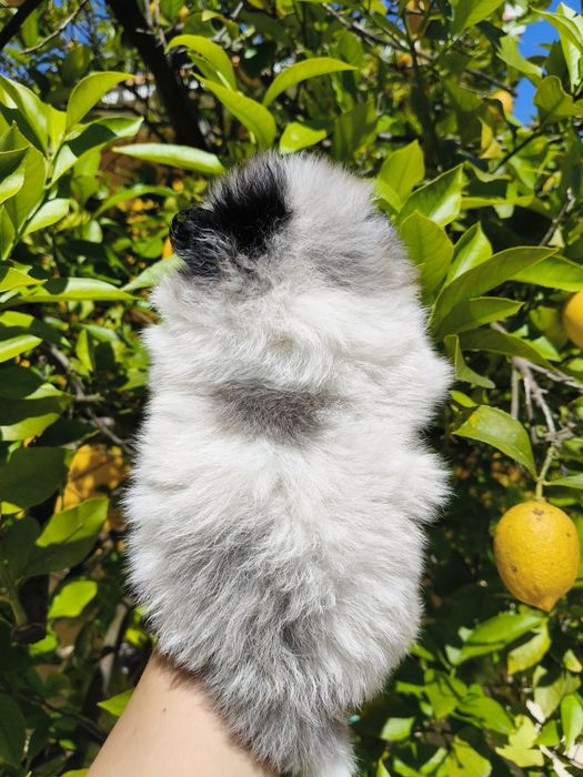 Spitz alemão menino Merle