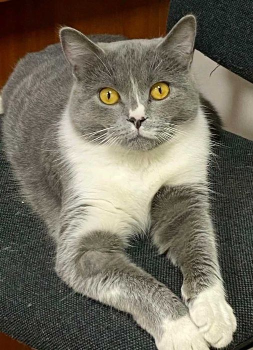 Віддам кицьку безкоштовно