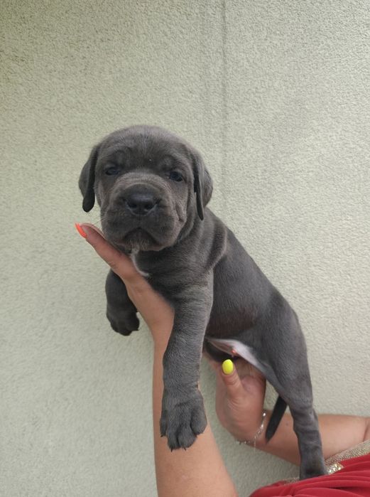 Piękna suczka szara Malinka cane corso do rezerwacji