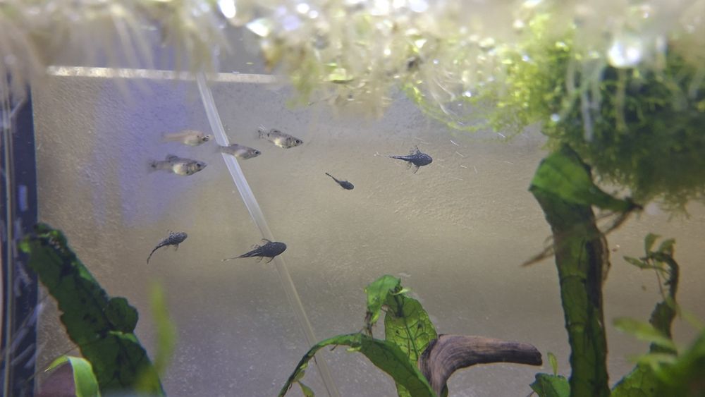 Wyjątkowe Molinezje,Krewetki,Glonojady, ślimaki