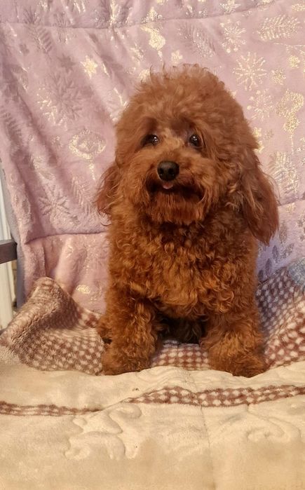 Piękny reproduktor pudel toy