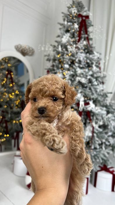 Мальтіпу та той-пудель