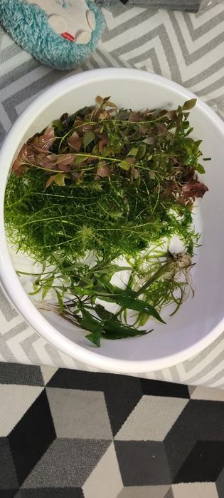 Rośliny Akwariowe mix