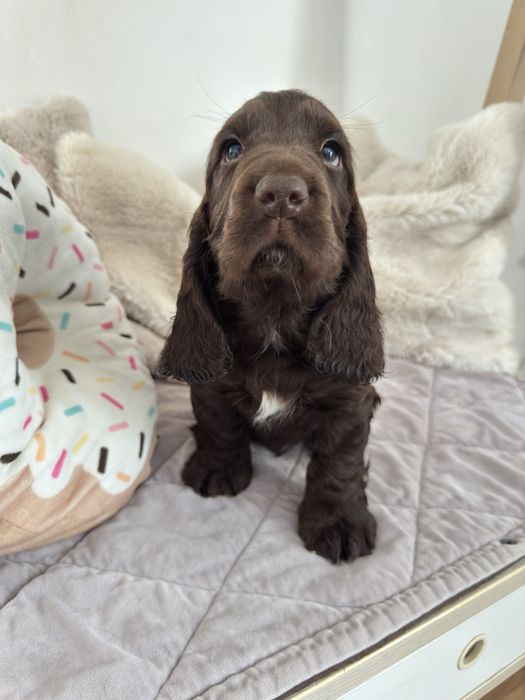 MONTE Cocker Spaniel Angielski REZERWACJA