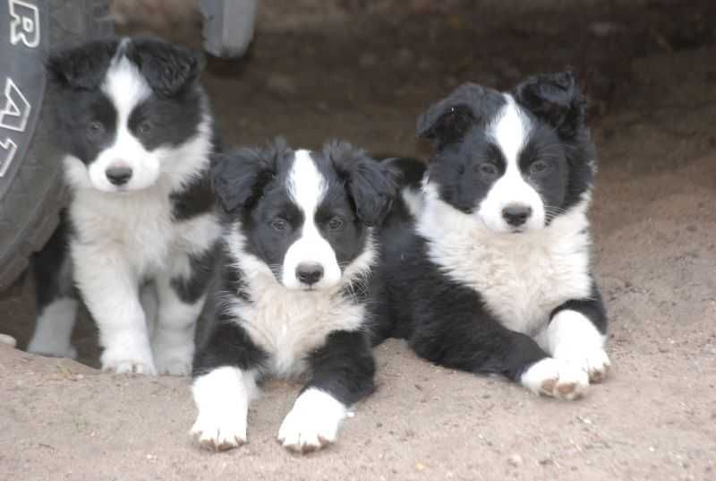 PIESEK Border Collie czarno biały , gotowy do odbioru