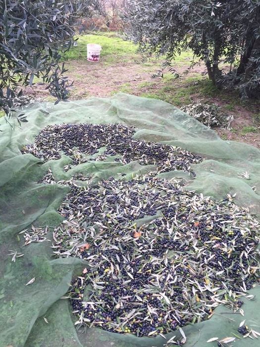 Azeite da colheita 2025