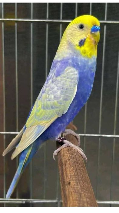 Aves criadas a mão meiguinhos