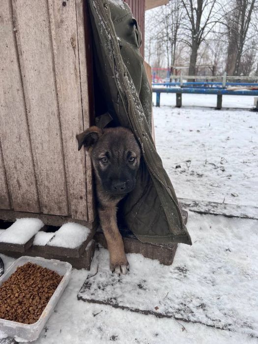 Щенкам нужен дом