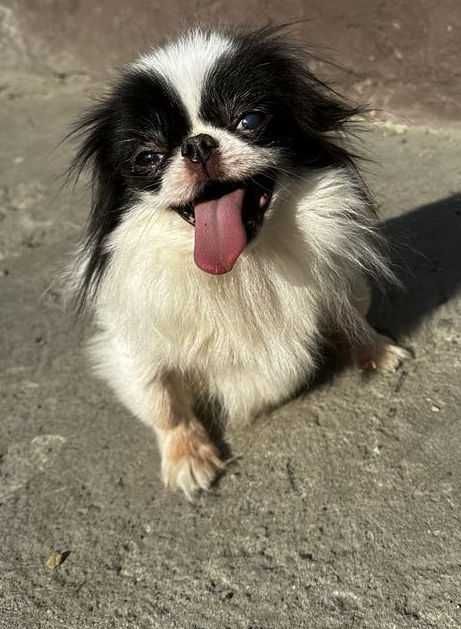 Chin Japoński - suczka Czin-Czin szuka dobrego domu Adopcja.