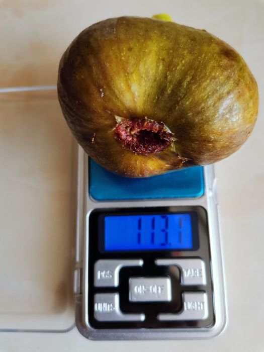 Саджанці інжиру, інжир