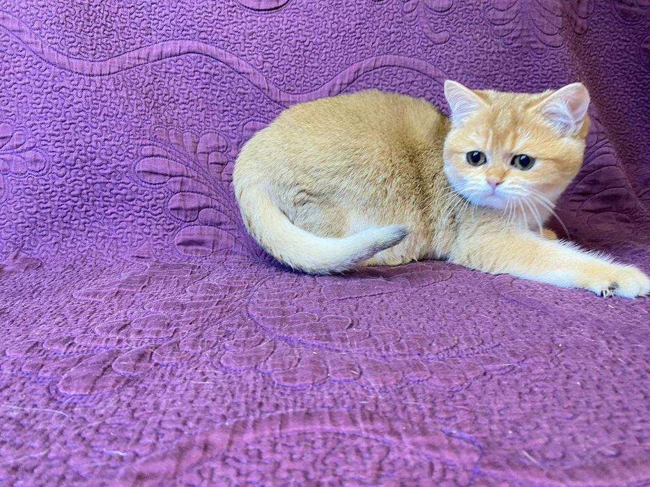 Британські сріблясті та золоті шиншилли