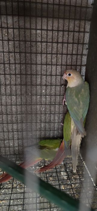 Pyrrhura Pineapple Casal