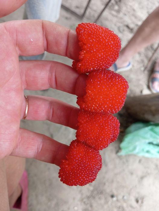 Саджанці тібецької малини мяо мяо