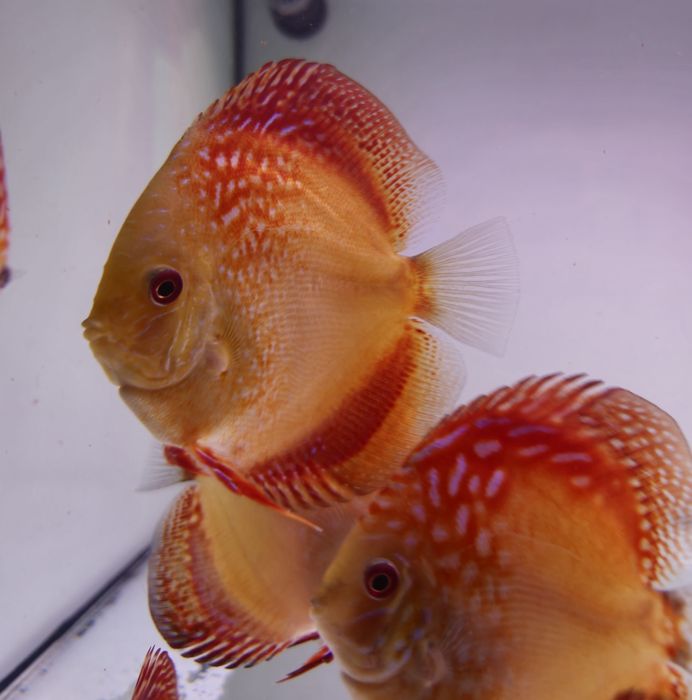 Discus em stock mais 1000 peixes nascidos este ano