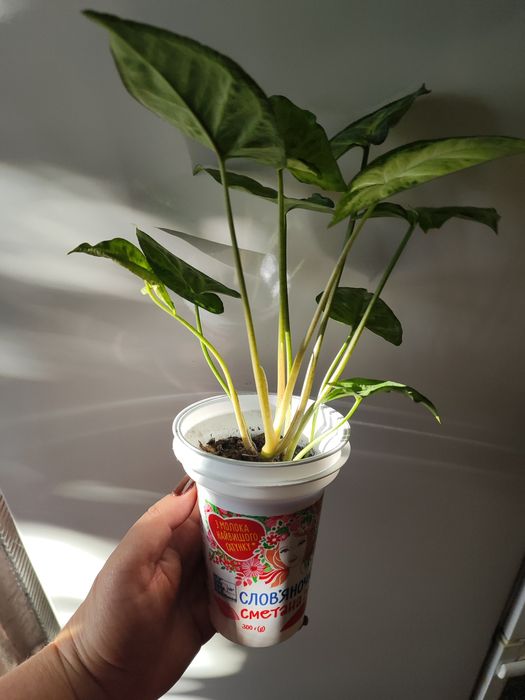 Продам Сингониум