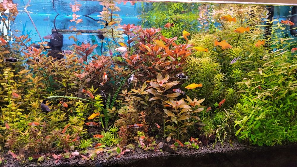 Sprzedam roślinki do akwarium wysyłka