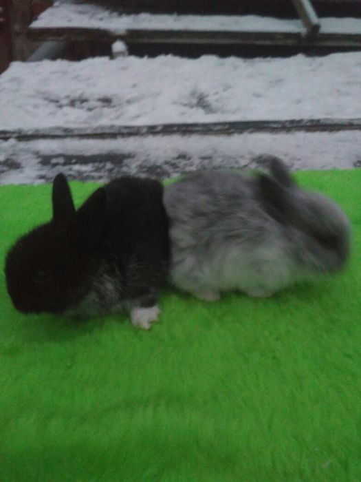 Декоративні Кролики