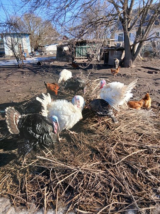 Продам індиків,домашніх ,білі