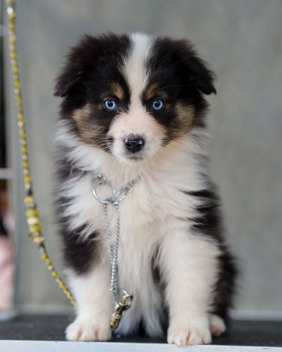 Pastor americano miniatura (mini aussi)