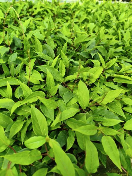 Plantas diversas de fruteiras