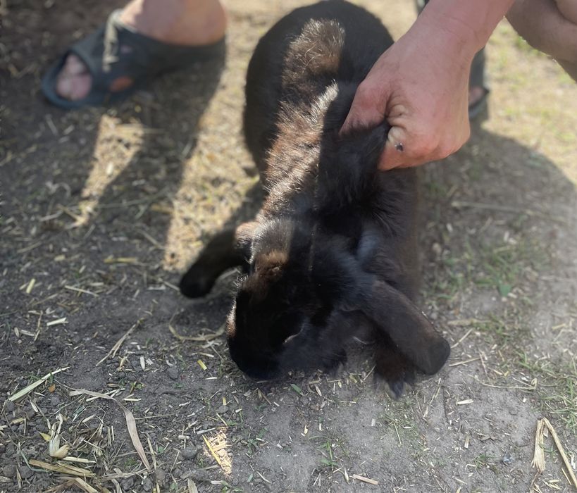 Продаються самці барана.