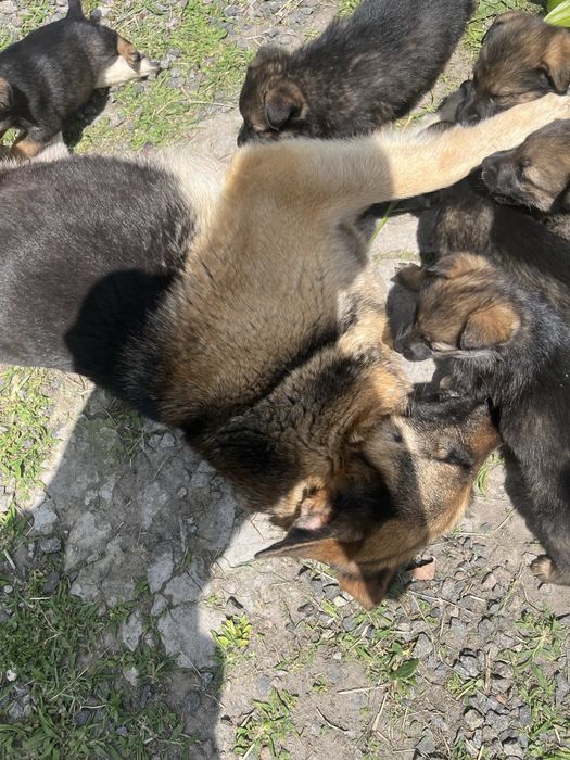 Цуценята німецької вівчарки