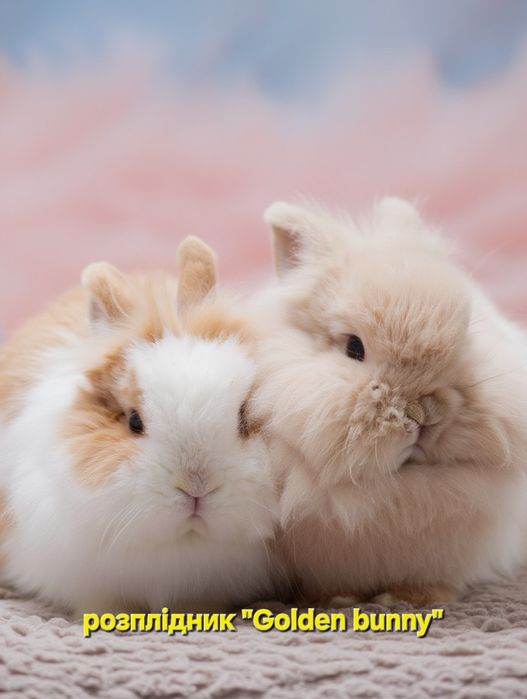 Карликові кролики,міні,мини левоголові,Lionhead,,карликовий,mini