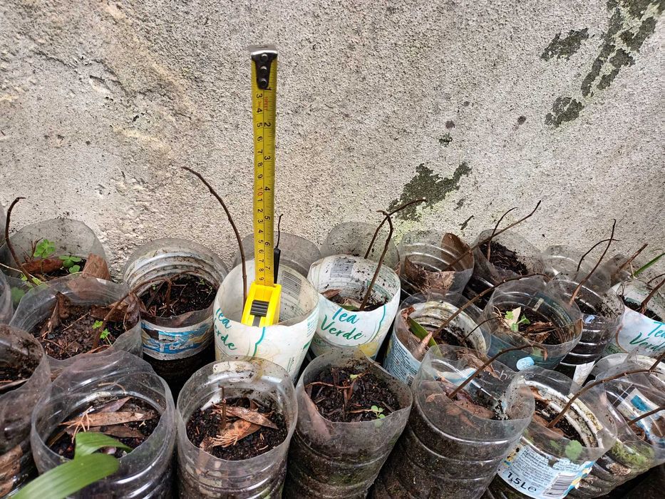 Asimina Triloba (Paw Paw) – Única árvore tropical que resiste ao Frio!