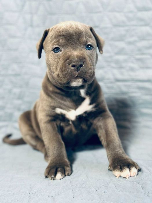 Цуценя АСТ АМСТАФФ Щенок АМСТАФФ АСТ стаффордширский терьер