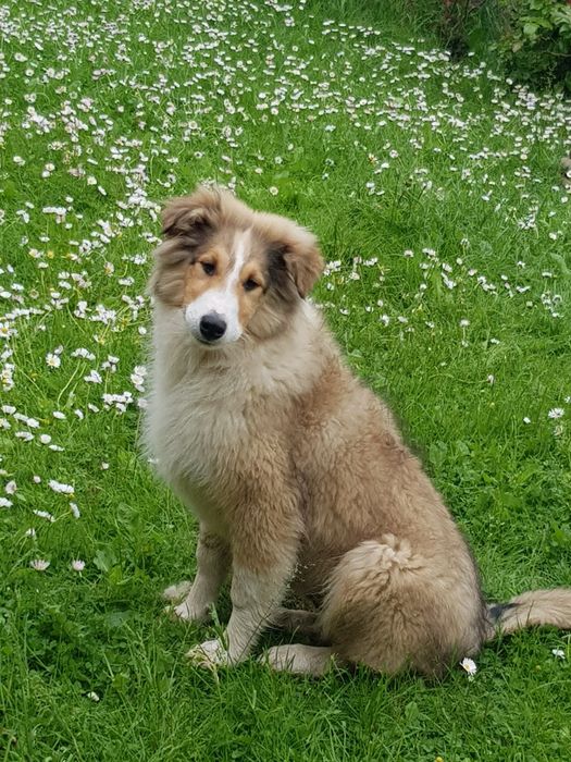 Owczarek szkocki collie