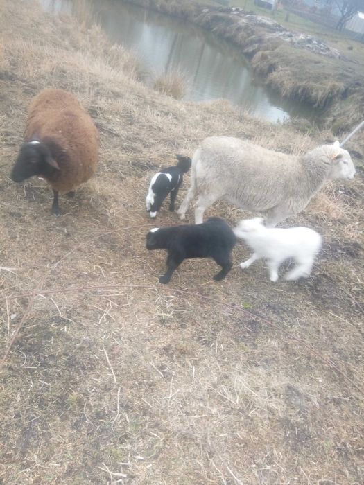 Sprzedam owce mięsne od 350 do700 złoty