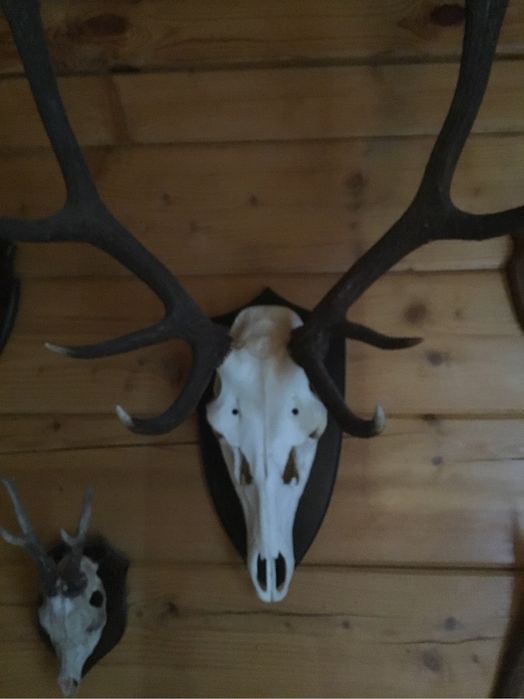 Poroża jelenia zestaw kolekcjonerski